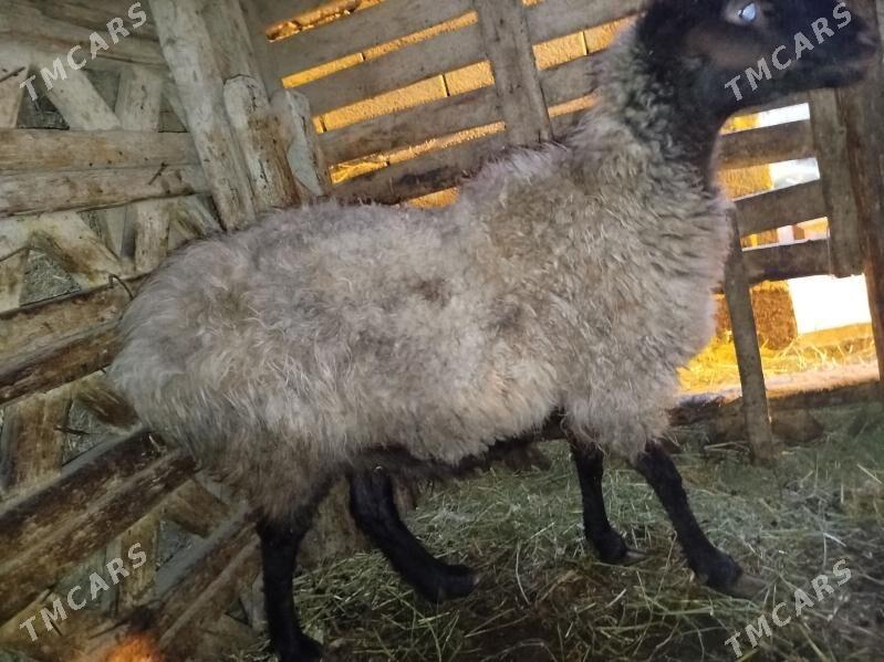 BAKYLAN GOÝUN - Янбаш - img 3