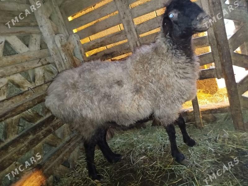 BAKYLAN GOÝUN - Янбаш - img 5