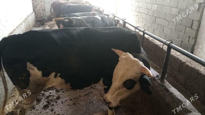 Ala okuz - Arzuw - img 3