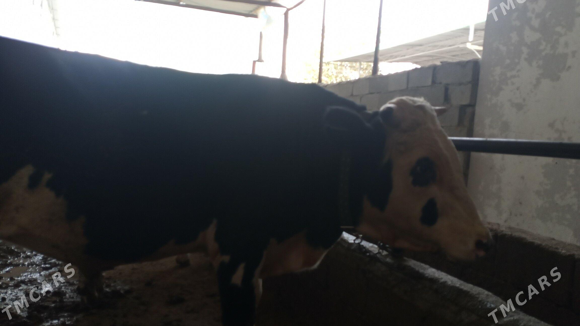 Ala okuz - Arzuw - img 2