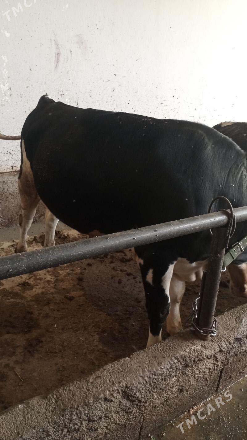 Ala okuz - Arzuw - img 1