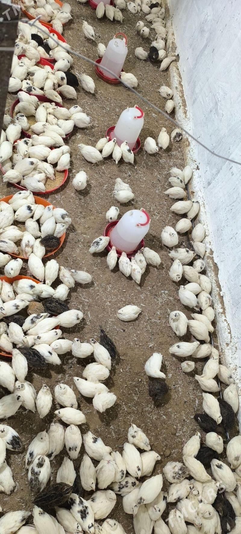 bedene Texas - Bagyr - img 4