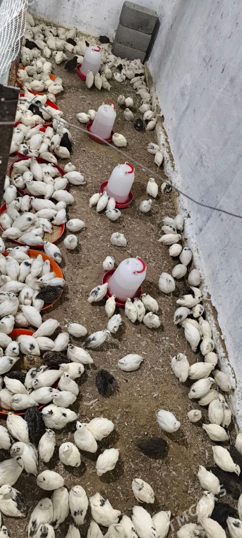 bedene Texas - Bagyr - img 1