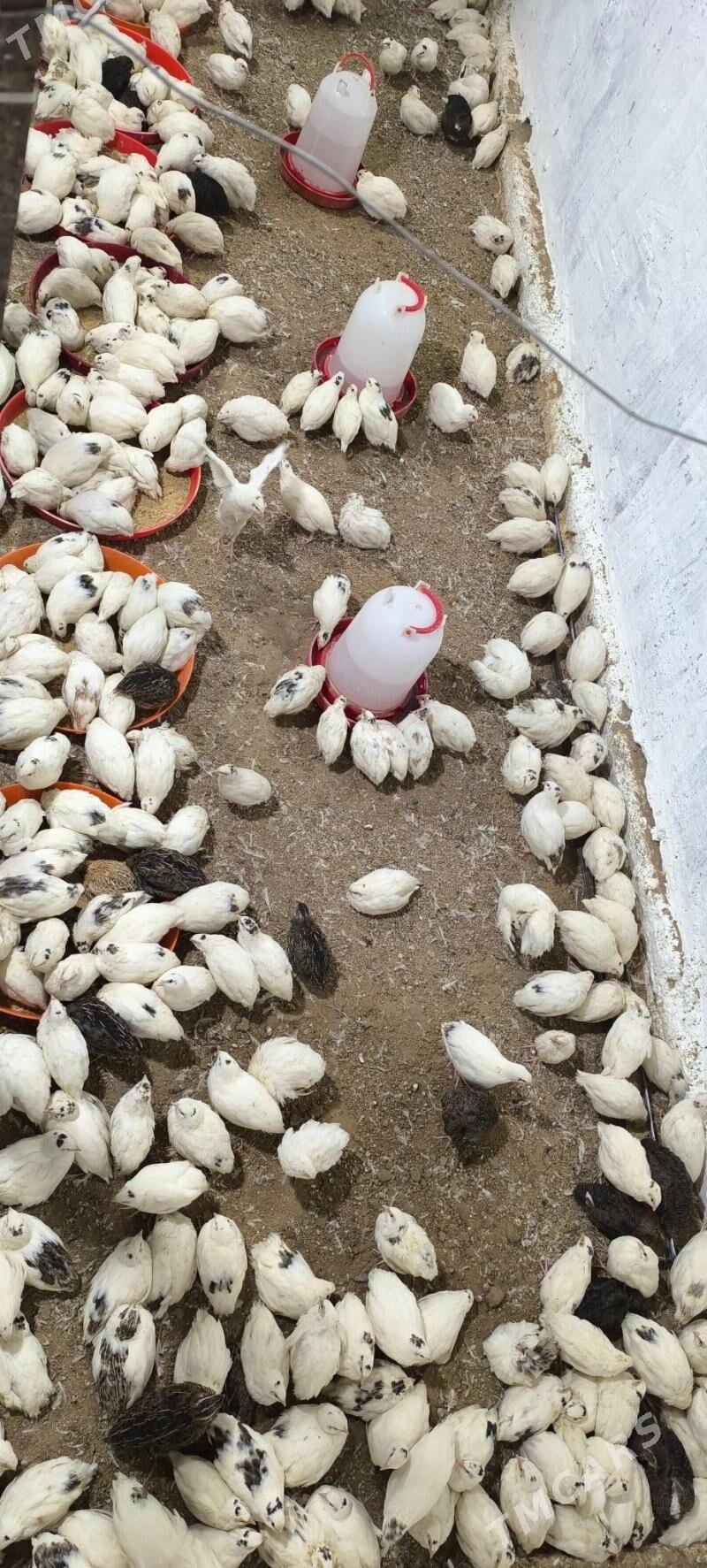 bedene Texas - Bagyr - img 3