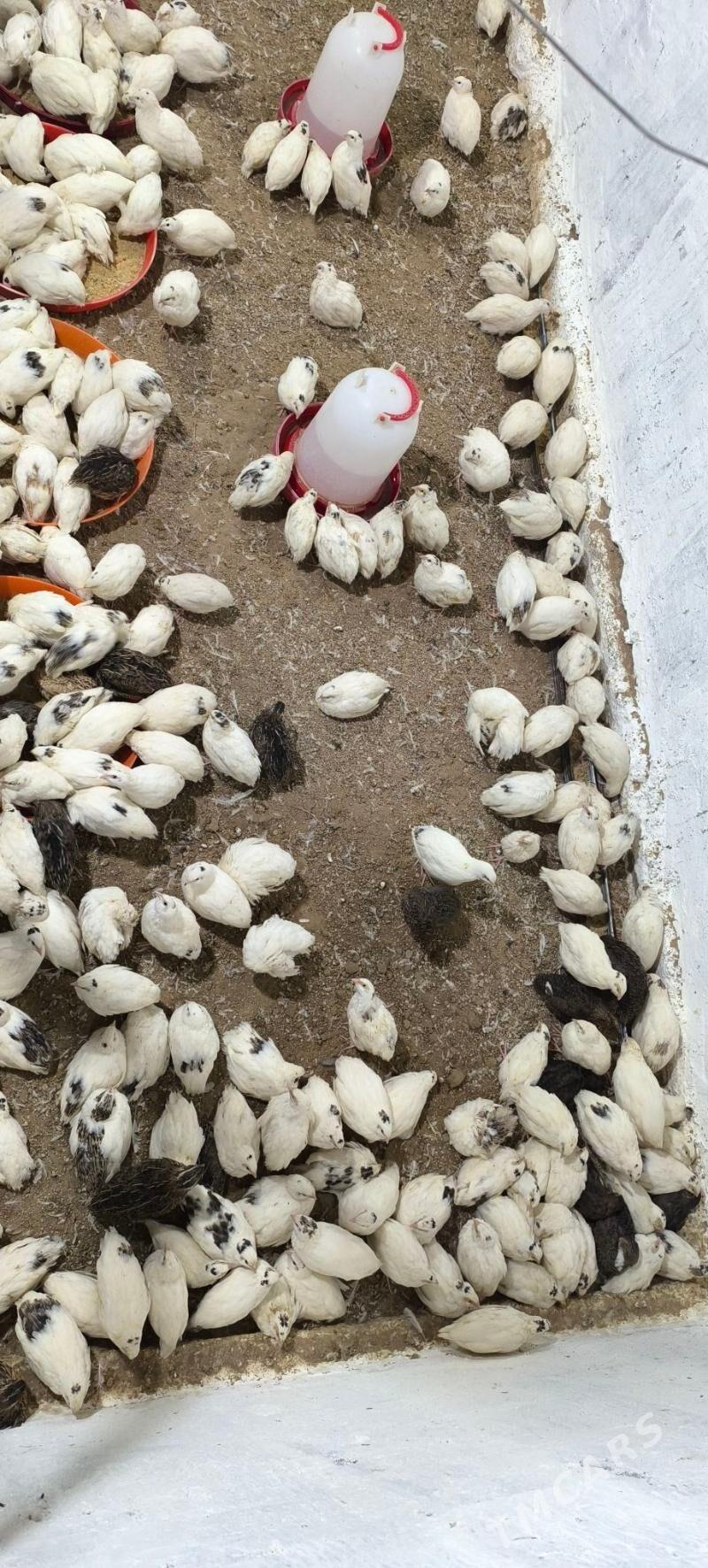 bedene Texas - Bagyr - img 2