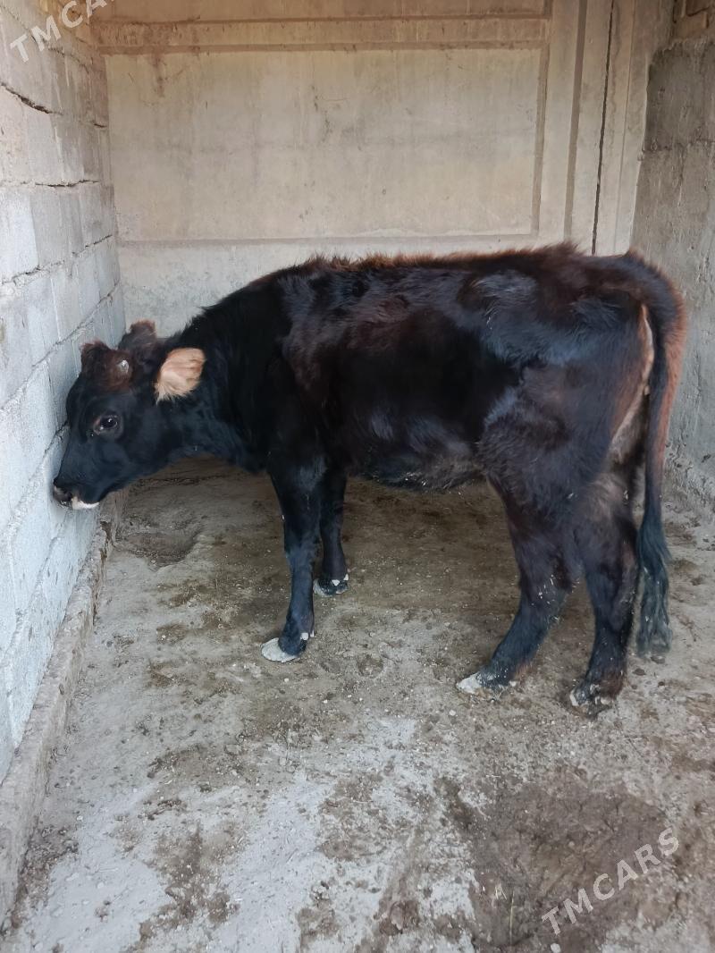 göle şwes - Büzmeýin - img 3