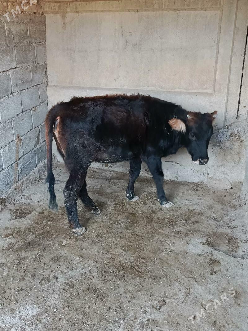 göle şwes - Büzmeýin - img 2