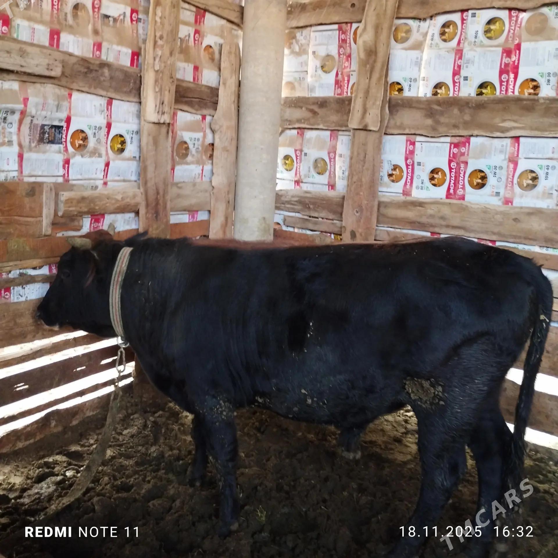 Okuz 2 yasap baryan - Мары - img 1