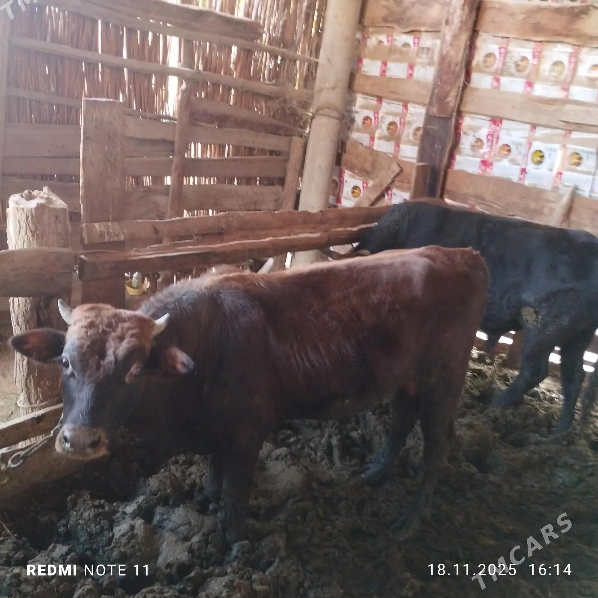 Okuz 2 yasap baryan - Мары - img 4