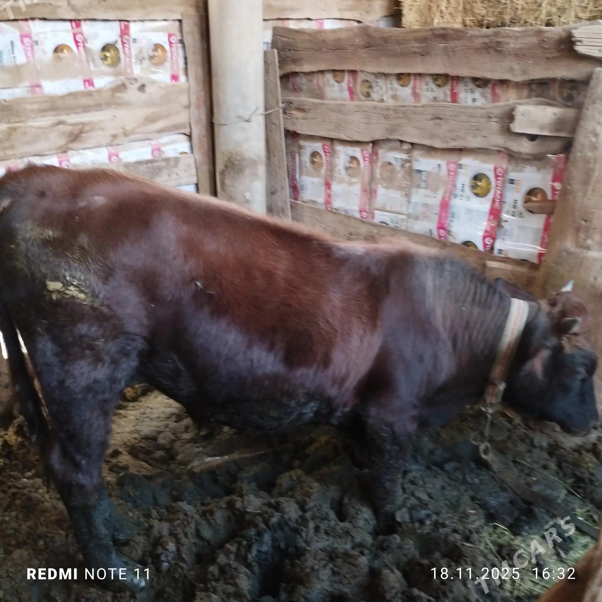 Okuz 2 yasap baryan - Мары - img 3