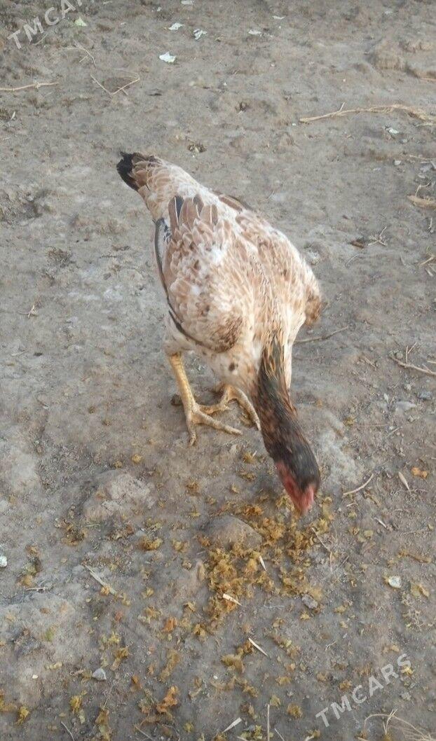 towuk - Дашогуз - img 2