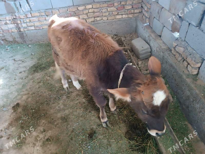 Okuzce - Бузмеин ГРЭС - img 2