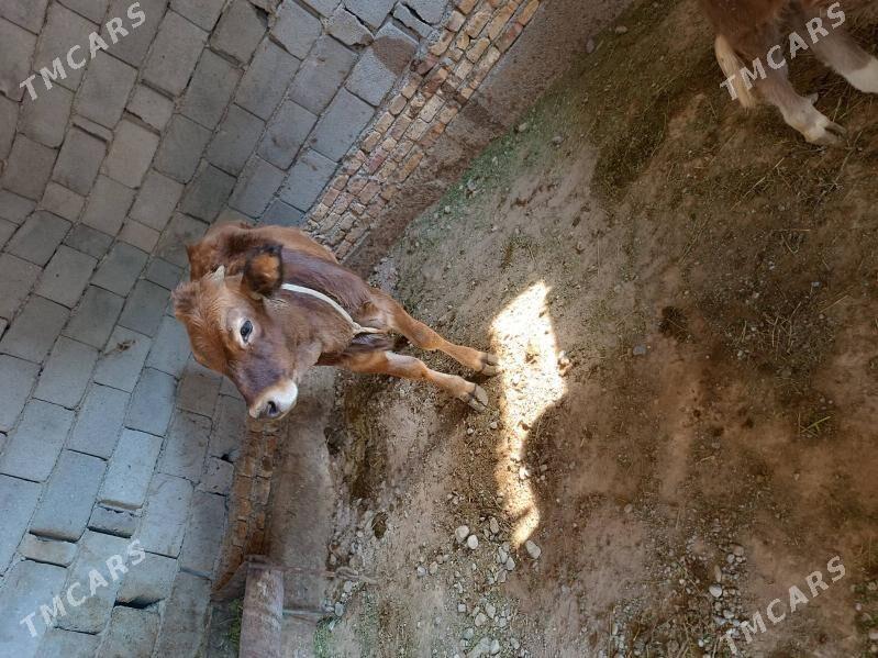 Tuwe - Бузмеин ГРЭС - img 2