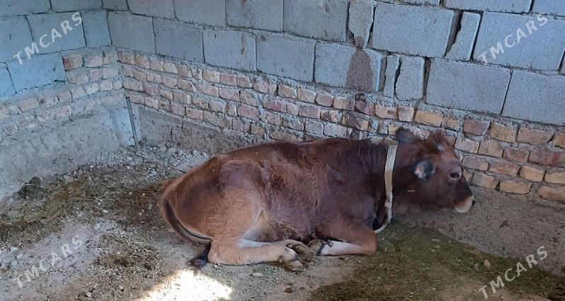 Tuwe - Бузмеин ГРЭС - img 3