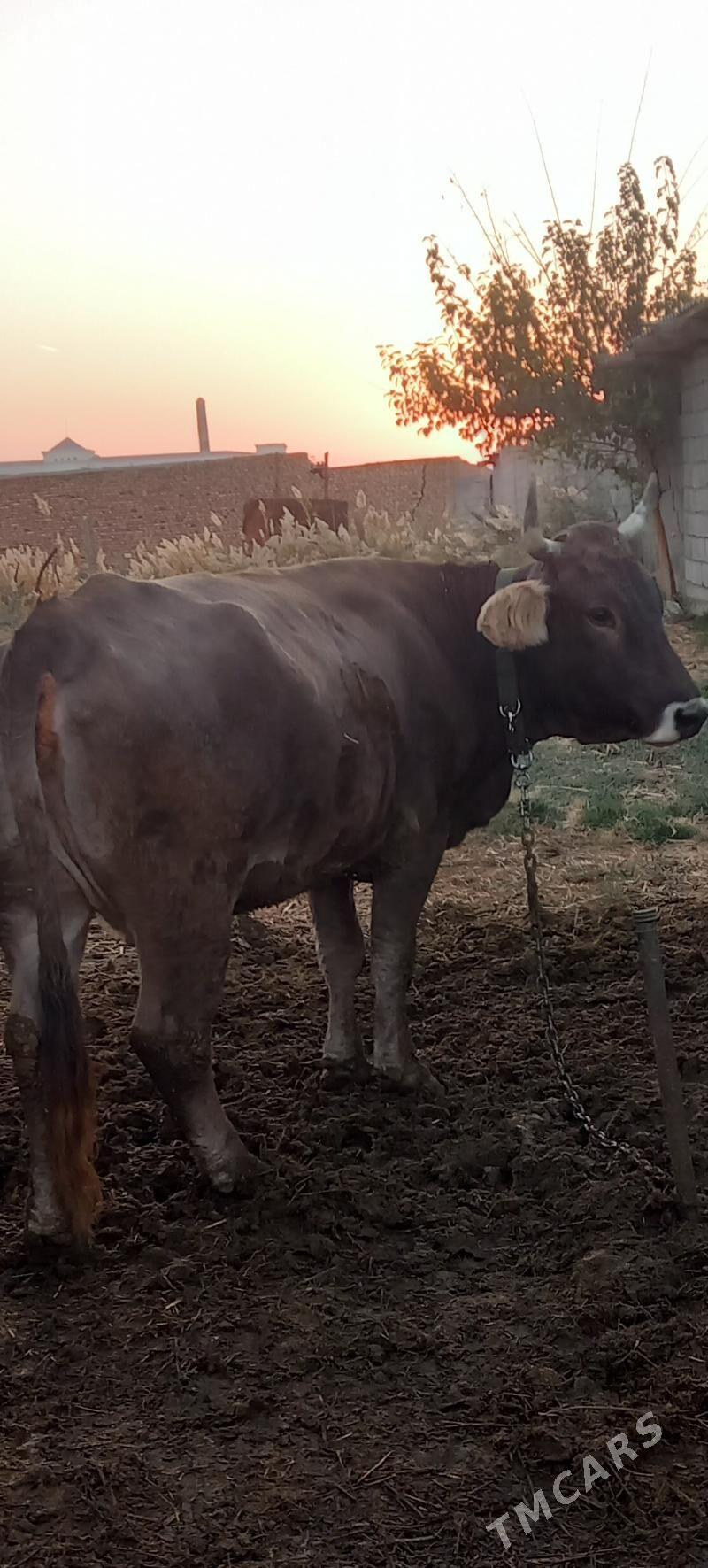 sygyr gisir - Бахарден - img 2