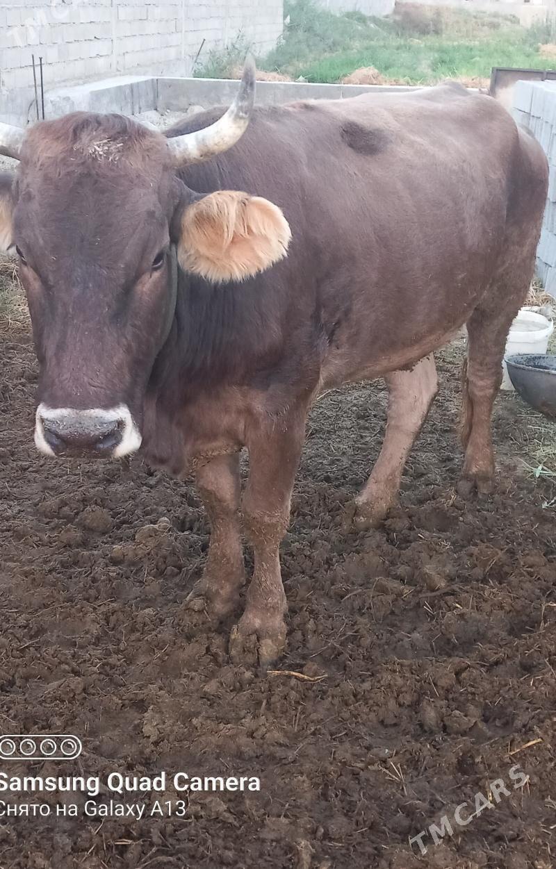 sygyr gisir - Бахарден - img 4