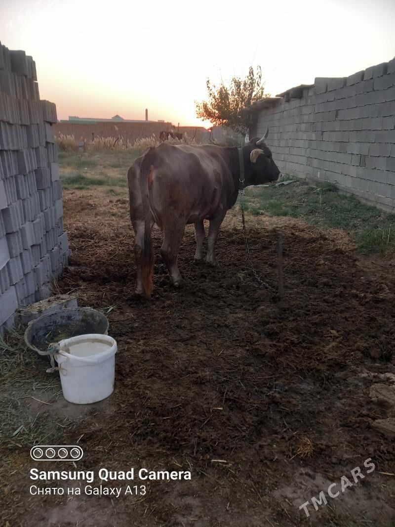 sygyr gisir - Бахарден - img 3