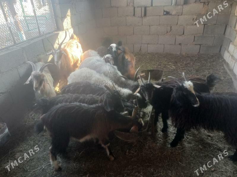 ownyk mal - Гызыларбат - img 2