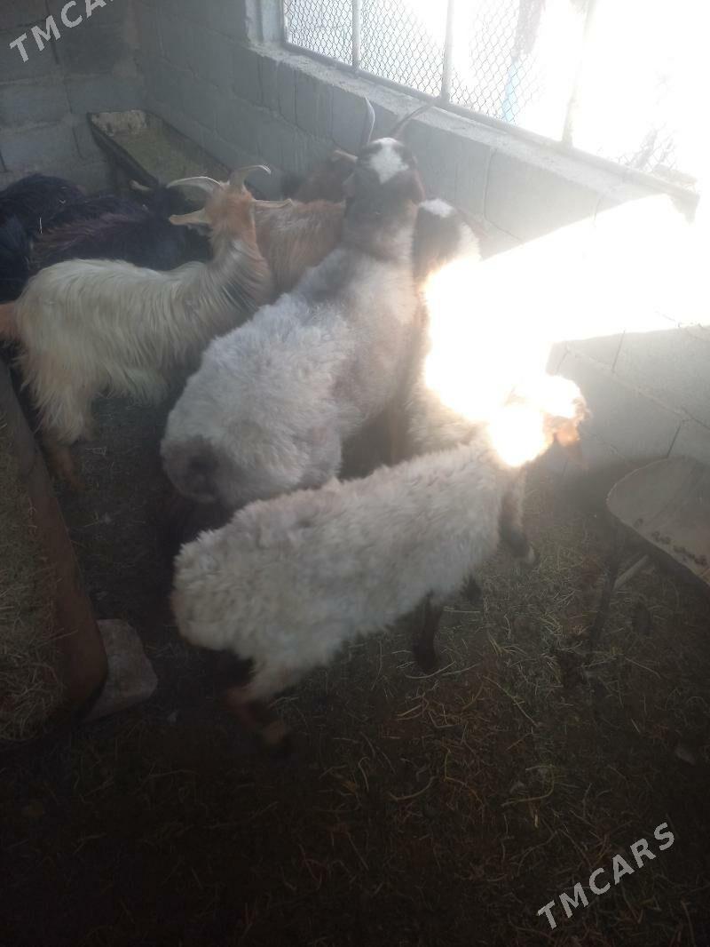 ownyk mal - Гызыларбат - img 1