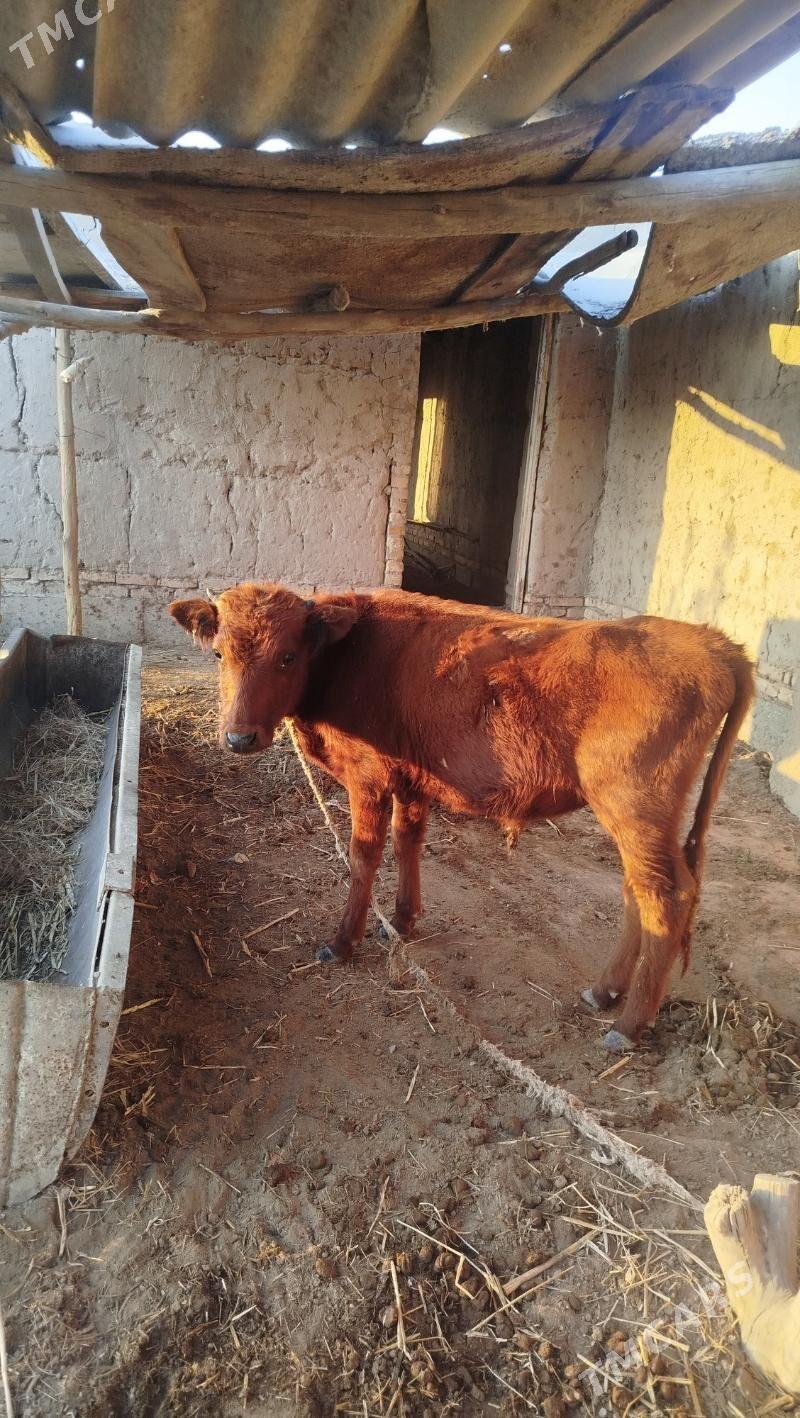 sygyr - Daşoguz - img 1