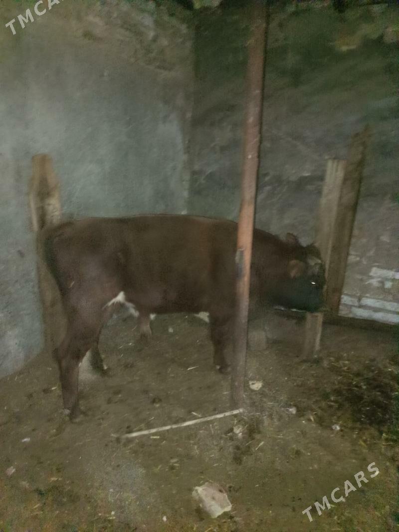 Öküz - Gyzylarbat - img 4