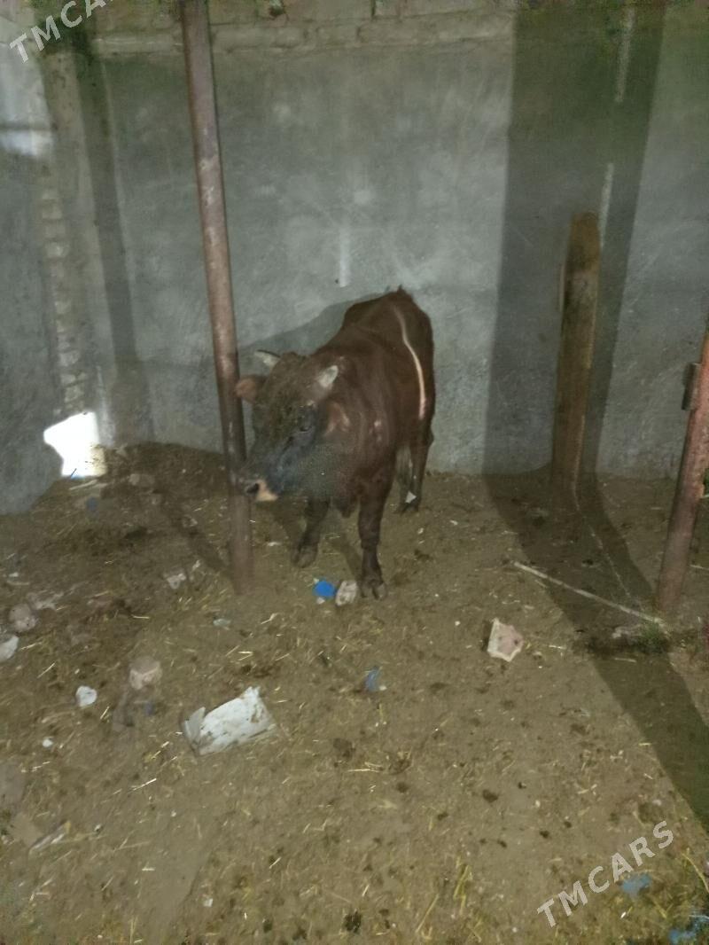 Öküz - Gyzylarbat - img 1