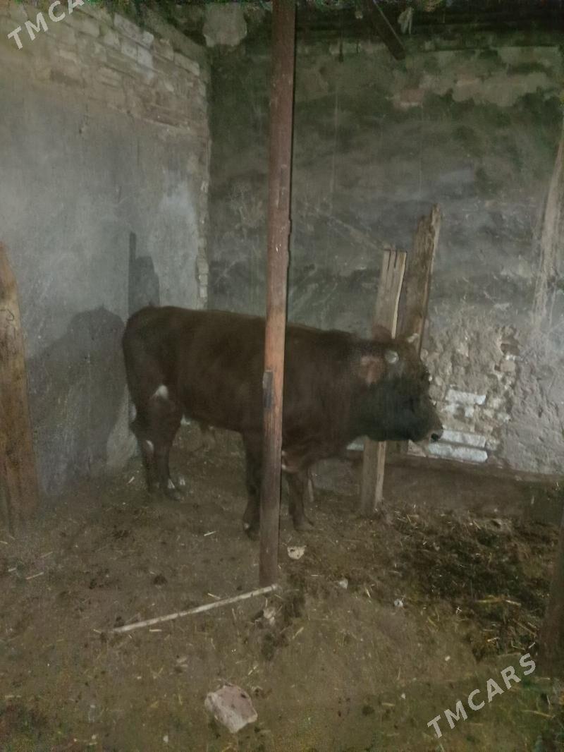 Öküz - Gyzylarbat - img 3