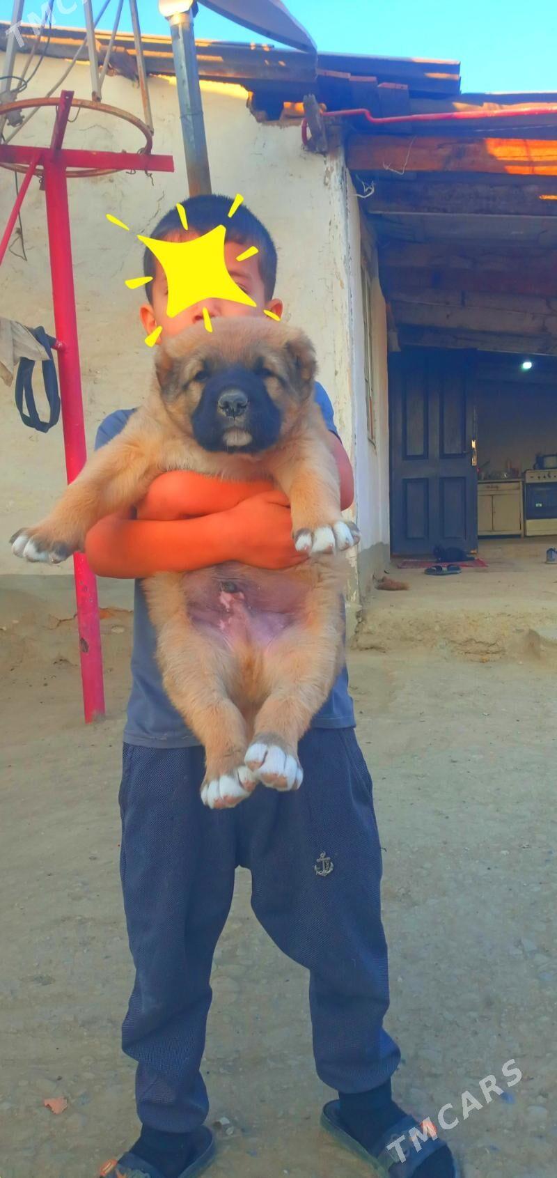 alabay gujük - Magtymguly - img 2