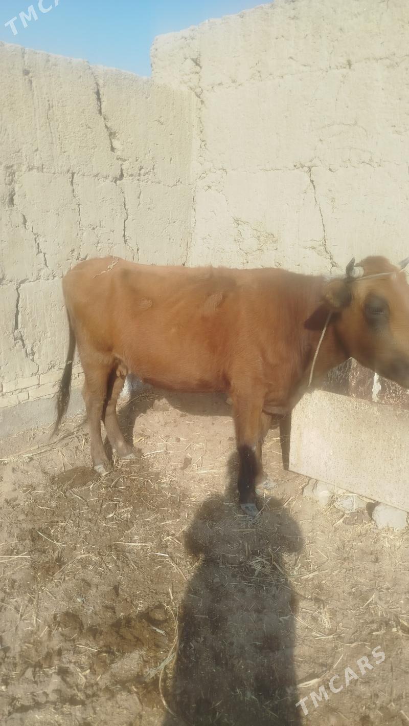 sygyr - Daşoguz - img 2