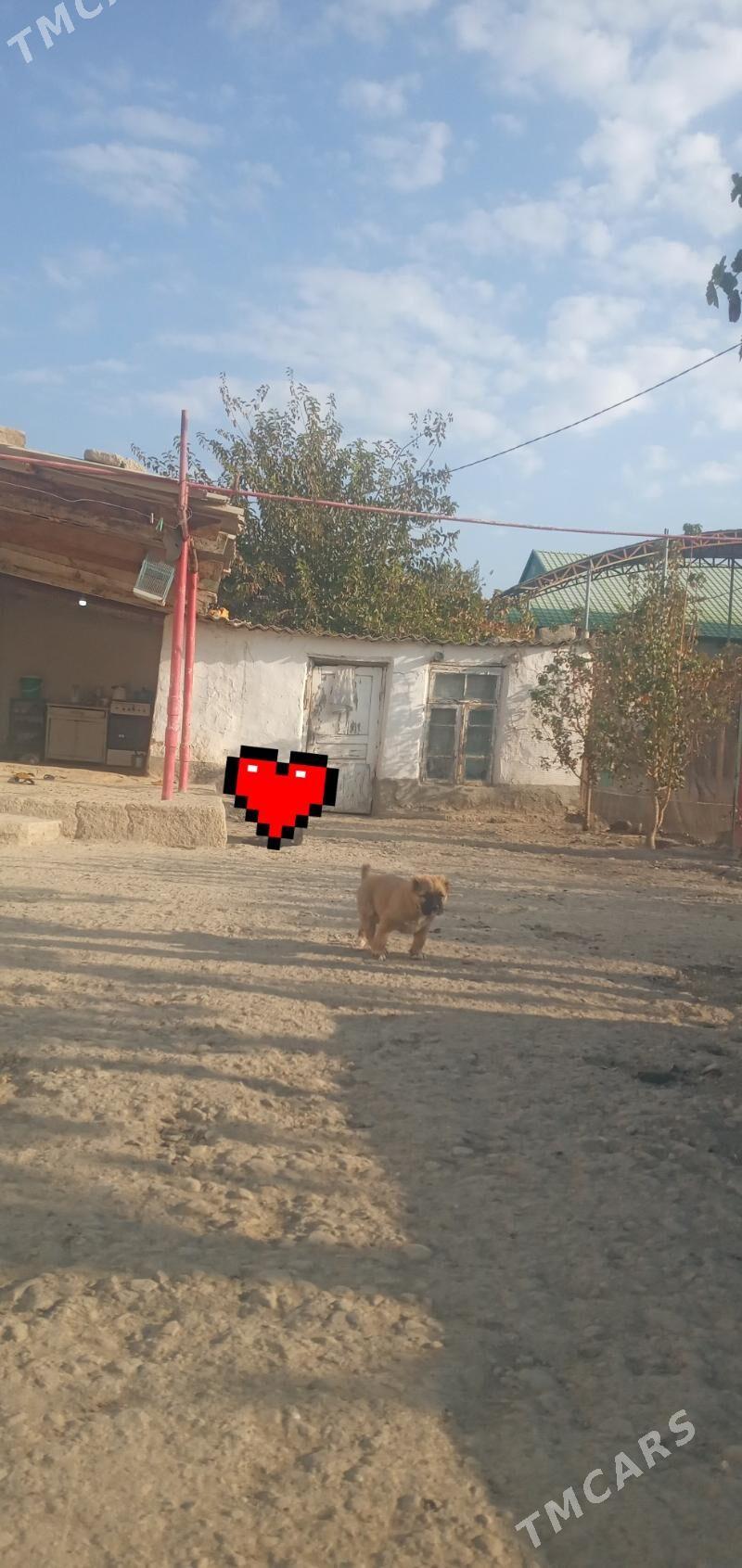 alabay gujük - Magtymguly - img 4