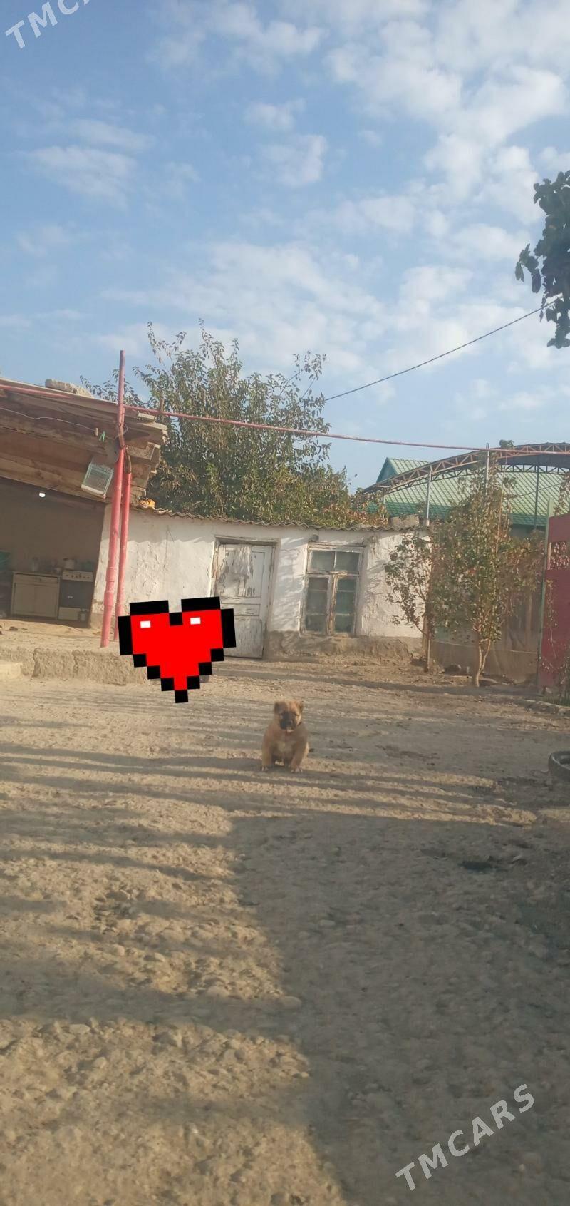 alabay gujük - Magtymguly - img 3