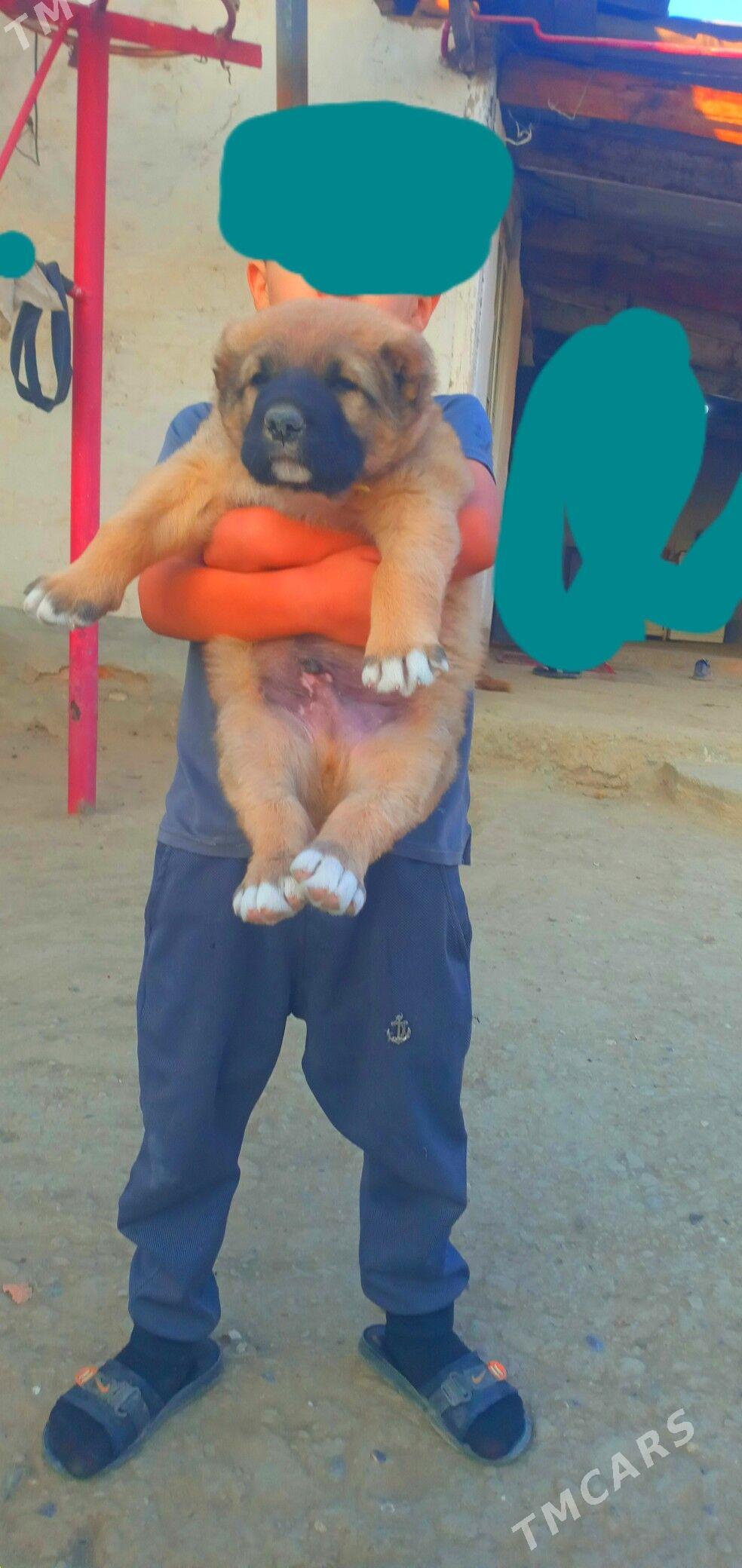 alabay gujük - Magtymguly - img 1