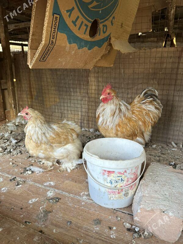 kokinkin karlik - Ашхабад - img 3