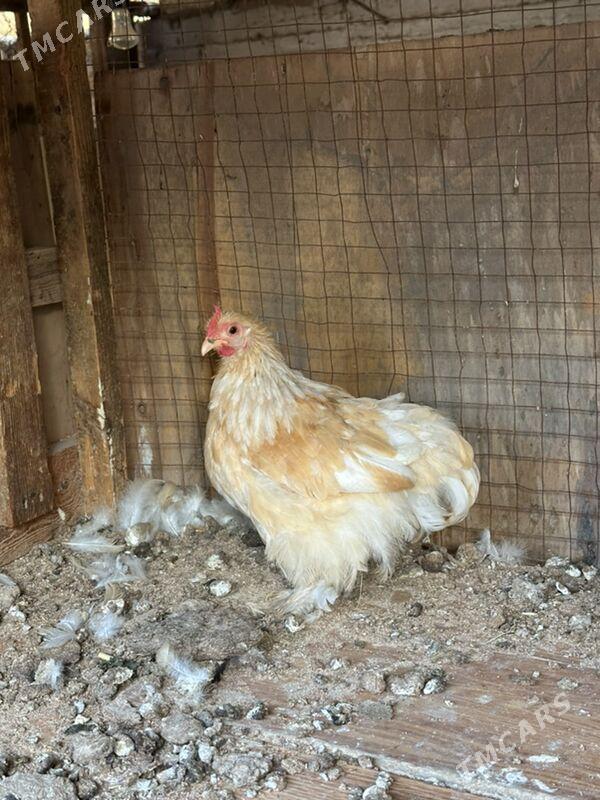 kokinkin karlik - Ашхабад - img 2