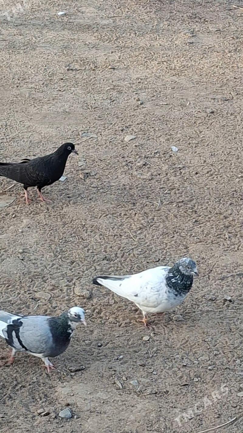 kepderi - Мары - img 2