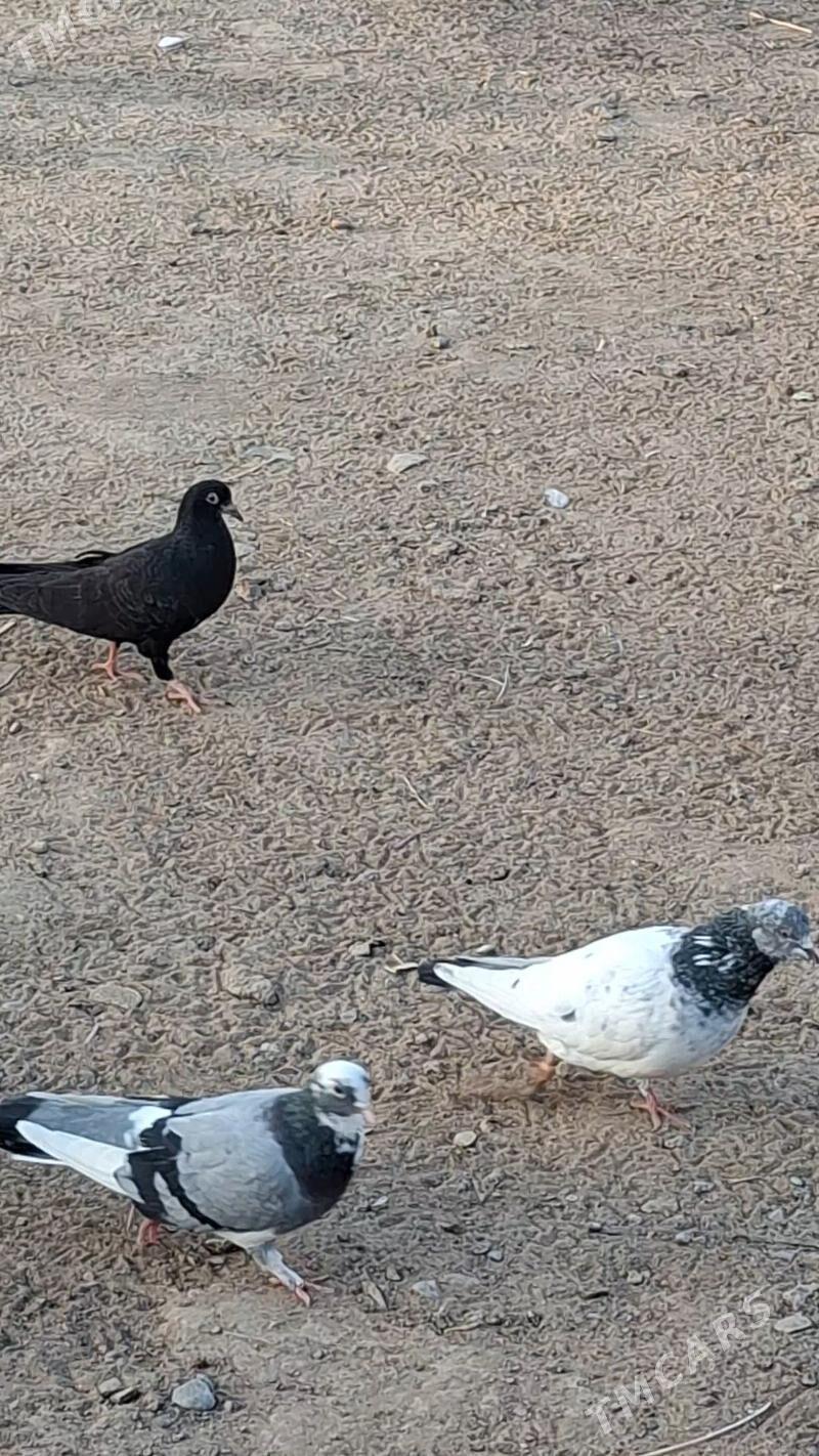 kepderi - Мары - img 3