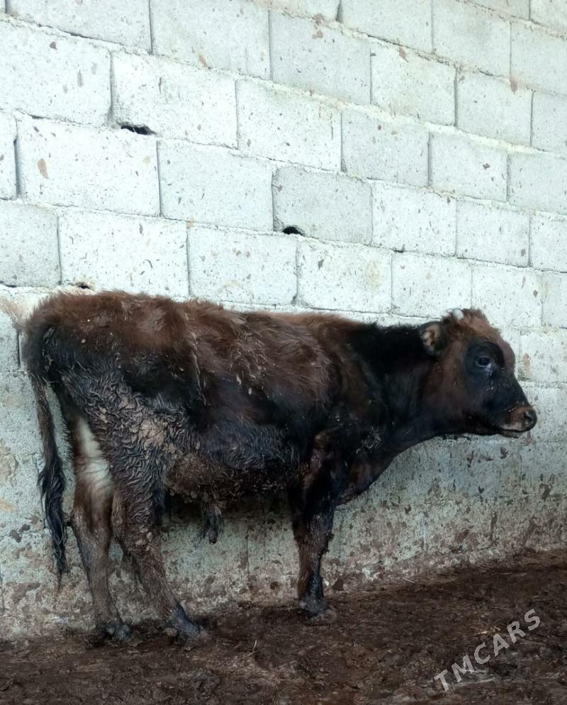 öküz 9sany - Гёкдепе - img 1