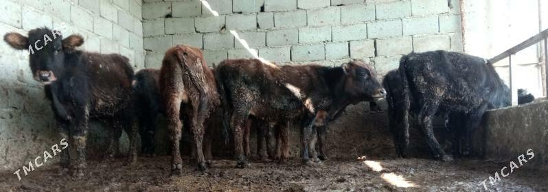 öküz 9sany - Гёкдепе - img 2