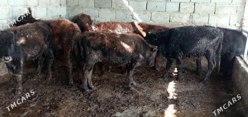 öküz 9sany - Гёкдепе - img 4