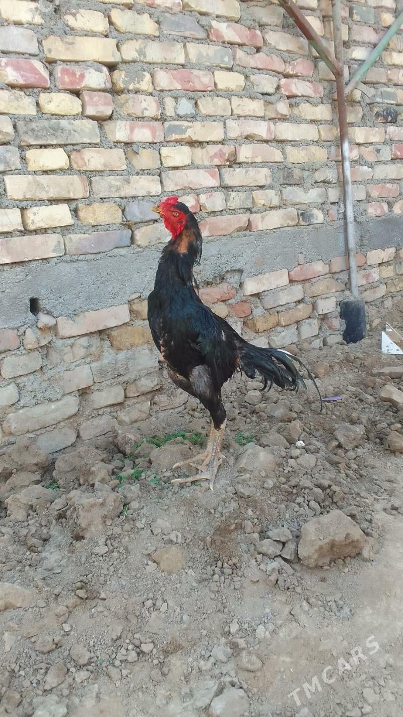 holukmac taskent horaz - Хитровка - img 4