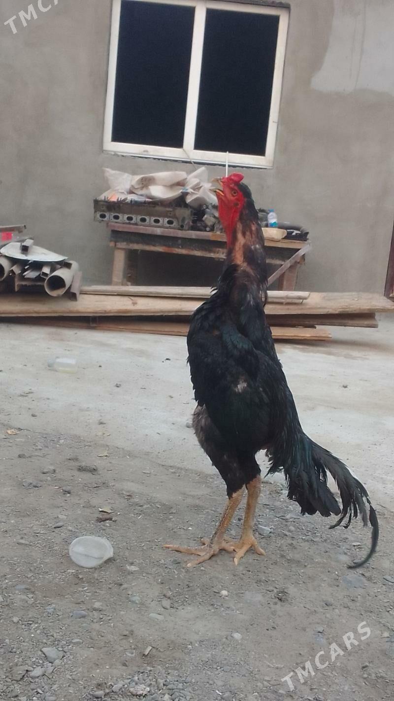 holukmac taskent horaz - Хитровка - img 3