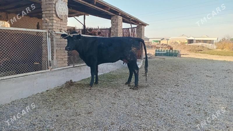 goleli sygyr - Murgap - img 2