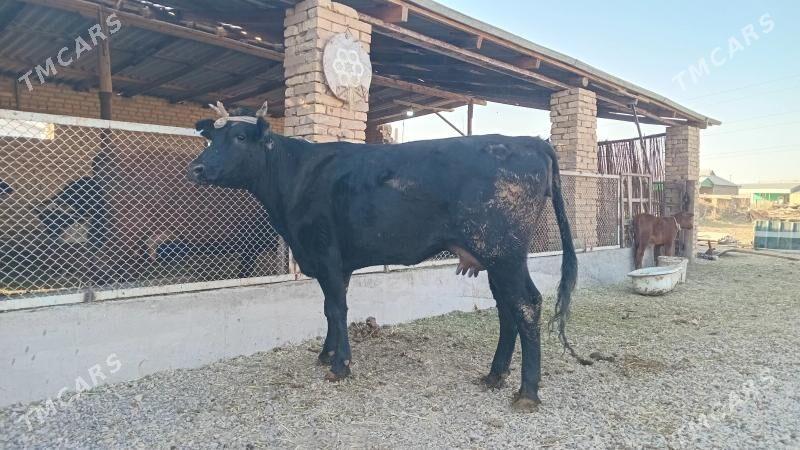 goleli sygyr - Murgap - img 3