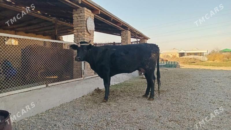 goleli sygyr - Murgap - img 5