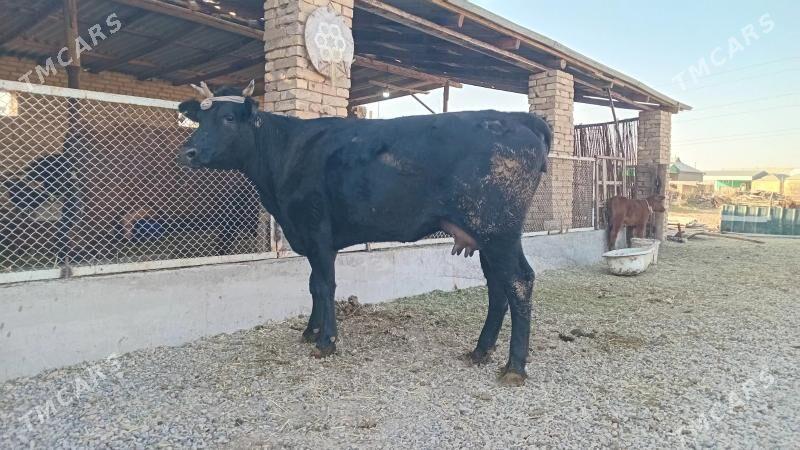 goleli sygyr - Murgap - img 4