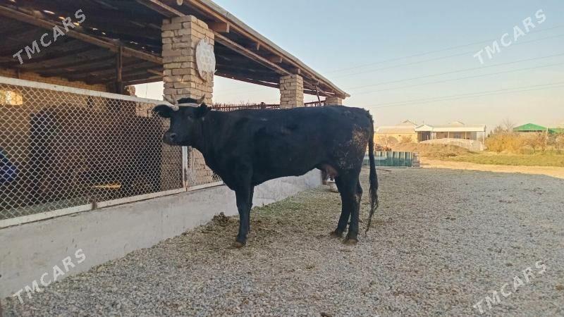 goleli sygyr - Murgap - img 6