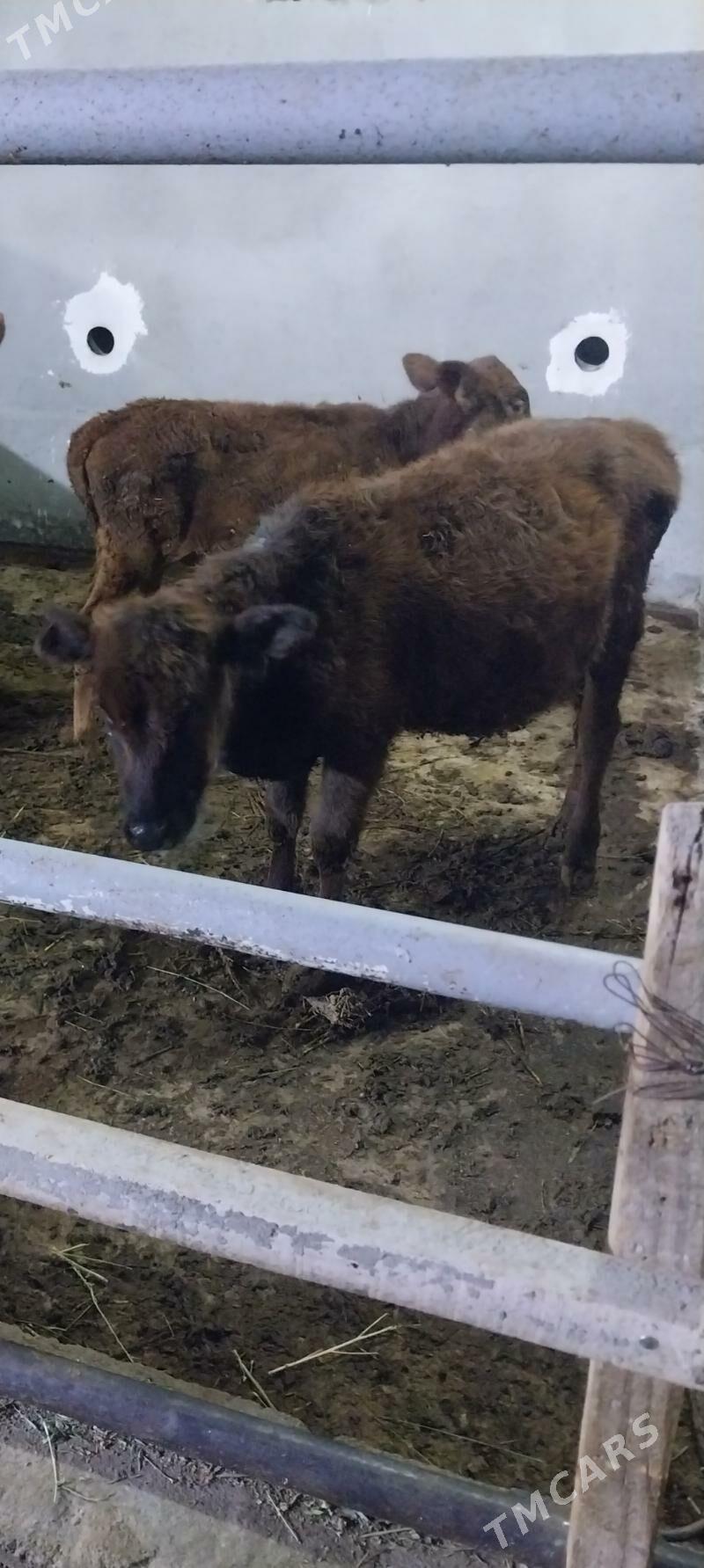 tuwe - Ашхабад - img 2