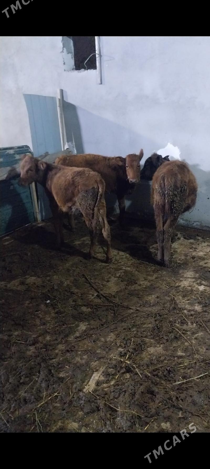 tuwe - Ашхабад - img 1