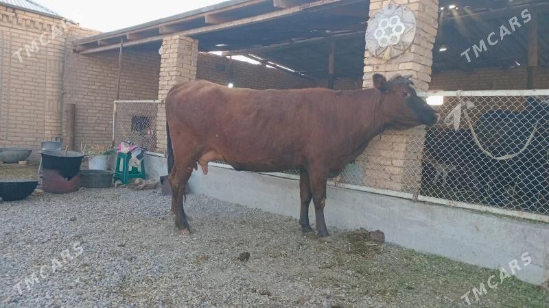 goleli sygyr - Murgap - img 5