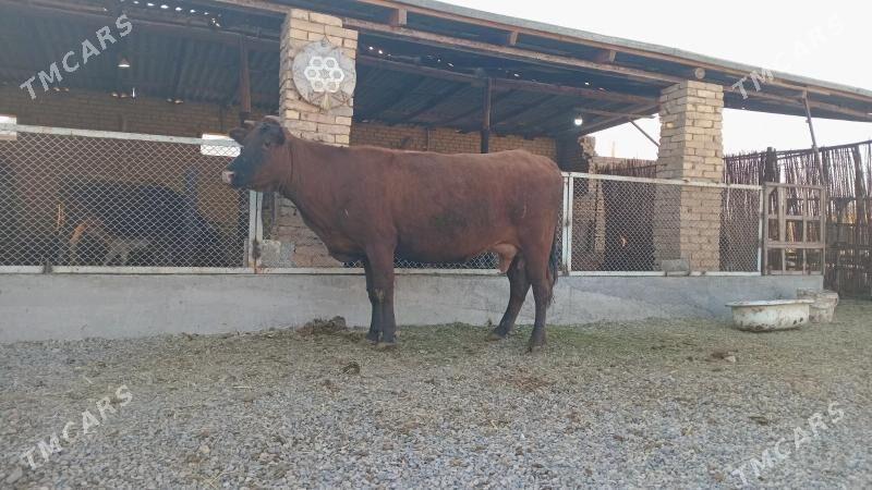 goleli sygyr - Murgap - img 4